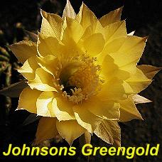 EP-H. Johnsons Greengold.4.4.jpg 